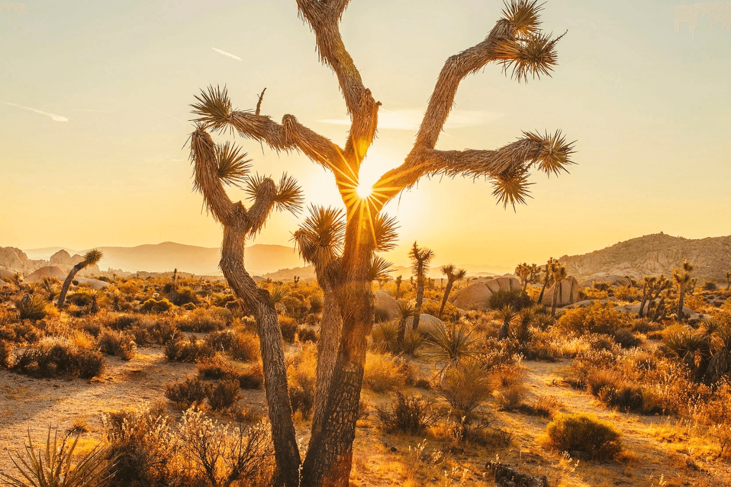 Joshua tree at sunset in the desert