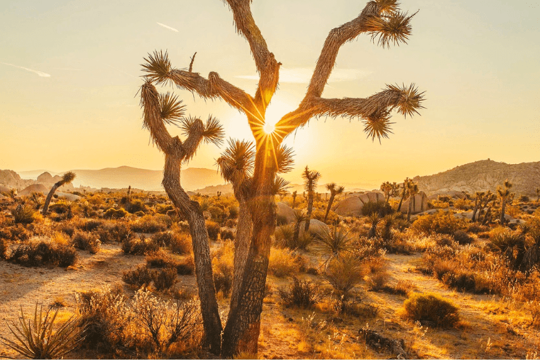 Joshua tree at sunset in the desert